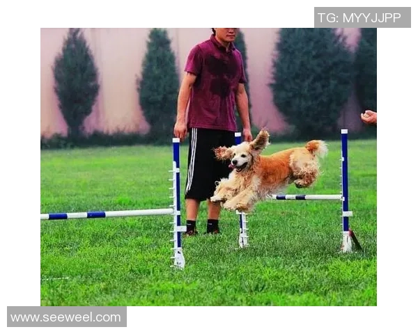 马犬伯恩与海葛的精彩对决揭示了犬种特性与训练技巧的完美结合